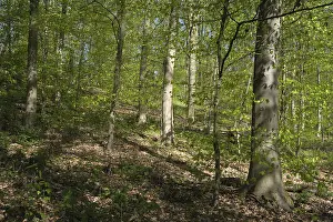 German Forest Landscape Photo Prints: Deciduous forest with copper beech (Fagus silvatica)