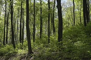 Fagus Silvatica Tree Species Prints: Deciduous forest with copper beech (Fagus silvatica)