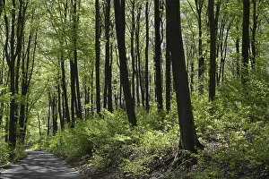 European Deciduous Forests Prints: Deciduous forest with copper beech (Fagus silvatica)