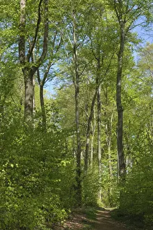 Fagus Silvatica Tree Species Prints: Deciduous forest with copper beech (Fagus silvatica)