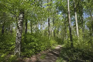 Nature Reserve Scenery Prints: Deciduous forest with copper beech (Fagus silvatica)