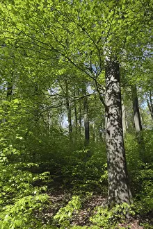 German Nature Park Scenery Prints: Deciduous forest with copper beech (Fagus silvatica)
