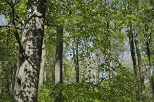 Central Europe Landscape Shot Prints: Deciduous forest with copper beech (Fagus silvatica)
