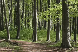 European Beech Landscape Prints: Deciduous forest with copper beech (Fagus silvatica)