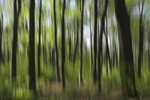 Fagus Silvatica Tree Species Prints: Deciduous forest with copper beech (Fagus silvatica)