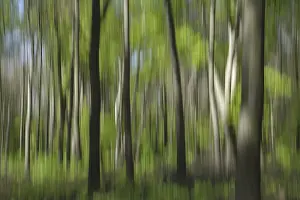 Copper Beech Germany Prints: Deciduous forest with copper beech (Fagus silvatica)