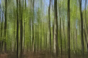 Fagus Silvatica Tree Species Prints: Deciduous forest with copper beech (Fagus silvatica)