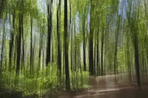 Fagus Silvatica Tree Species Prints: Deciduous forest with copper beech (Fagus silvatica)