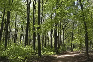 Fagus Silvatica Tree Species Prints: Deciduous forest with copper beech (Fagus silvatica)