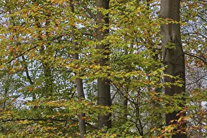 European Deciduous Forests Prints: Deciduous forest with copper beech (Fagus silvatica)