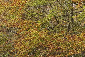 Copper Beech Germany Prints: Deciduous forest with copper beech (Fagus silvatica)
