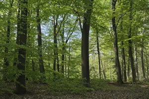 Fagus Silvatica Species Prints: Deciduous forest with copper beeches (Fagus silvatica)