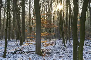 Deciduous Forest Snow Prints: Deciduous forest with snow against light