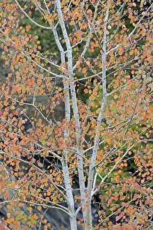 Coloured Autumn Leaves Prints: Deciduous tree, aspen (Populus tremula)