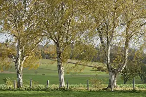 Row Of Trees Prints: Deciduous tree, birch (Betula)