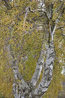 Birch Tree Germany Prints: Deciduous tree, birch (Betula)