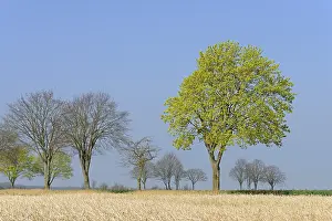 Deciduous Tree Blooms Prints: Deciduous tree, maple (Acer) blossoms in early spring