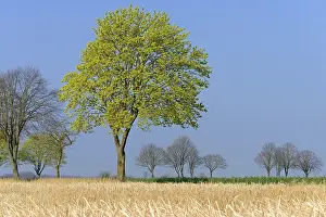 German Maple Trees Prints: Deciduous tree, maple (Acer) blossoms in early spring