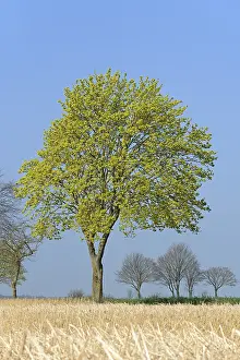 Central European Blooms Prints: Deciduous tree, maple (Acer) blossoms in early spring