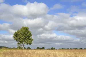 Maple Tree Germany Prints: Deciduous tree, maple (Acer) by a grain field