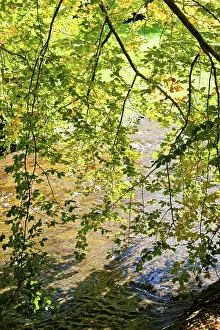 Southern Germany Nature Prints: Deciduous tree above the Oos river