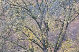 Central European Autumn Scene Prints: Deciduous tree, poplar (Populus)