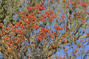 Deserted Forest In Germany Prints: Deciduous tree (Sorbus), hackberry
