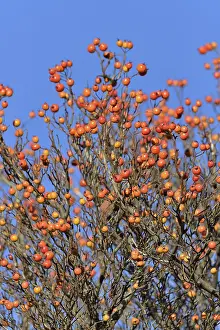 Blue Sky Deserted Landscape Prints: Deciduous tree (Sorbus), hackberry