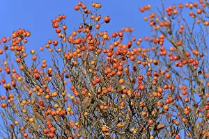 Red Fruits Germany Prints: Deciduous tree (Sorbus), hackberry