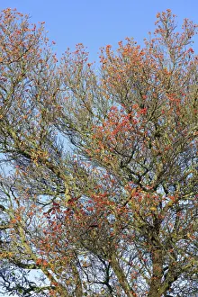 Central European Trees Prints: Deciduous tree (Sorbus), hackberry