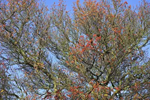 Deciduous Tree Germany Prints: Deciduous tree (Sorbus), hackberry