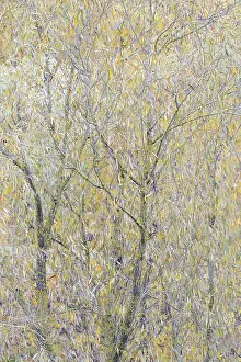 Central European Landscape Prints: Deciduous tree, willow (Salix)