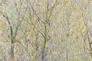 Autumn Leaves Germany Prints: Deciduous tree, willow (Salix)