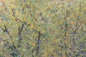 Willow Tree Prints: Deciduous tree, willow (Salix)