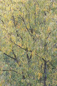 Willow Tree Prints: Deciduous tree, willow (Salix)