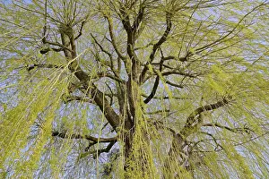 Images Dated 19th March 2024: Salix Deciduous Tree Print