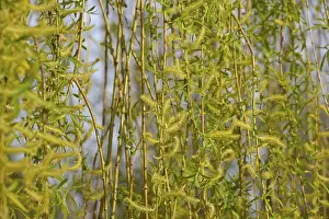 Images Dated 19th March 2024: Salix Deciduous Tree Print