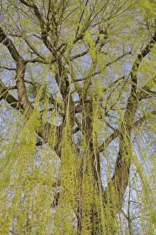 Images Dated 19th March 2024: Deciduous tree, willow (Salix) Print