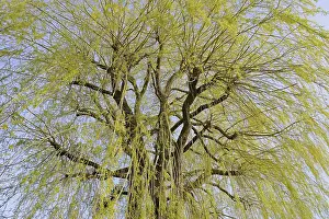 Images Dated 19th March 2024: Willow Tree Print
