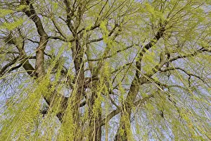 Images Dated 19th March 2024: Willow Tree Print