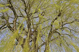 Images Dated 19th March 2024: Willow Tree Print