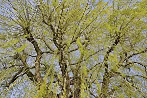 Images Dated 19th March 2024: Salix Deciduous Tree Print