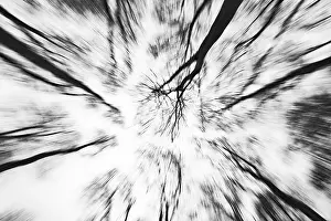 Black And White Tree Photography Prints: Deciduous trees in black and white