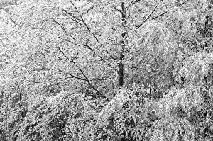 Deserted Winter Landscapes Prints: Deciduous trees covered with snow