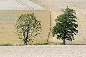 Agricultural Land Use Germany Prints: Deciduous trees in grain fields ready for harvest