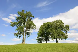 European Deciduous Tree Prints: Deciduous trees on a hill against a cloudy sky