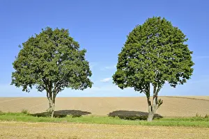 Maple Tree Prints: Deciduous trees, maple (Acer) on a field path