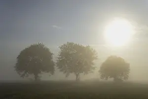 Empty European Landscapes Prints: Deciduous trees in the mist in sunshine