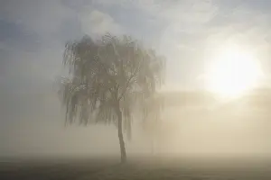 Central Europe Forest Scene Prints: Deciduous trees in the mist in sunshine