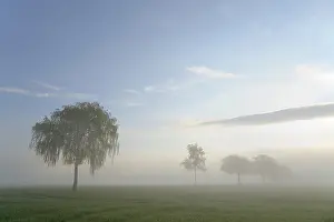 Central European Scenery Prints: Deciduous trees in the mist in sunshine
